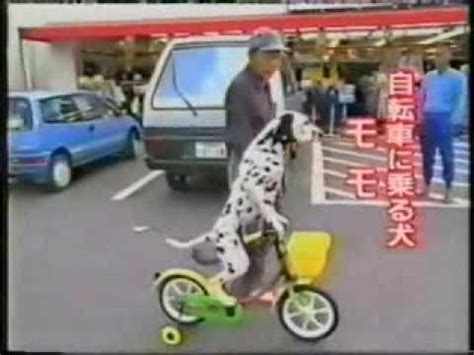 Caught bugs of every shape and size; Hund fährt Fahrrad - YouTube