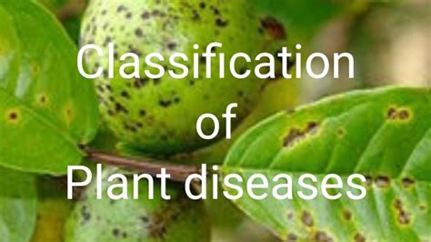 Classification Of Plant Diseases Plant Diseases Classified On