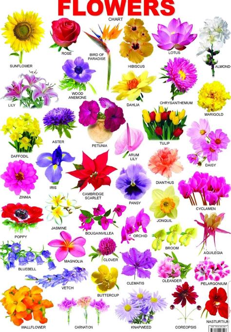 Pin By My Info On Flowersblooms All Flowers Name Different Types Of