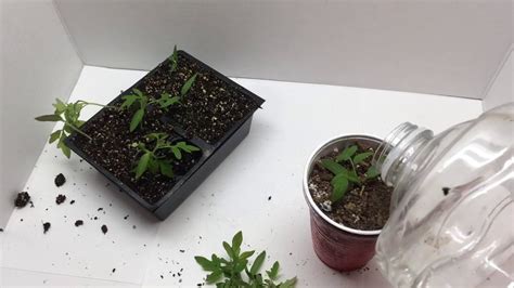 Transplanting Tomatoes Out Of A Seed Starting Tray Black Vernissage
