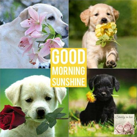 Good Morning Dogs Pictures Photos And Images For
