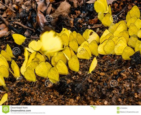Group Of Yellow Butterflies Stock Photo Image Of Butterfly Beautiful