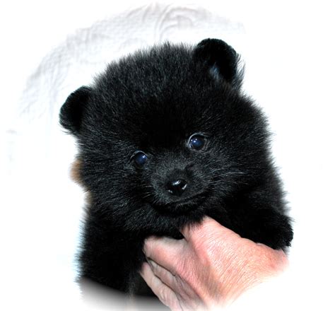 Black Pomeranians Dee Dees Pomeranians