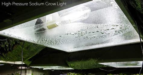 They can bring even the dullest corner of the house to life. Growing Plants Indoors With Artificial Light: What You ...