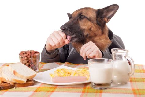 Funny German Shepherd Dog With Human Arms And Hands Drinking Milk