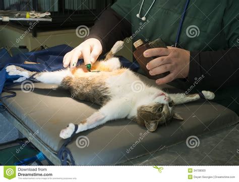 Veterinarians and the cdc weighed in on what people with pets should know about how to deal with your tabby cat may be in a different category than a tiger, but after one big cat at the bronx zoo was although there have been very few reports of cats and dogs testing positive for coronavirus. Cat In A Veterinary Surgery Stock Image - Image: 34708303
