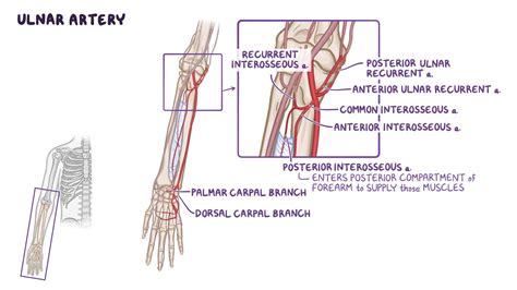 Posterior Interosseous Artery Anatomy Branches Supply Kenhub Hot Sex Picture