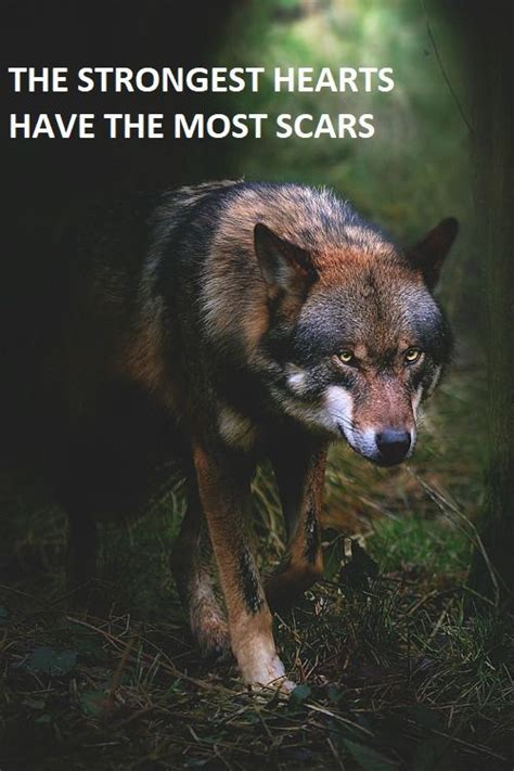 Einsamer wolf is on facebook. Pin auf leinen