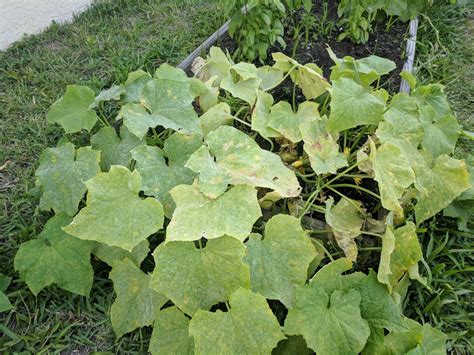 Why Are My Cucumbers Yellow The 4 Likely Causes Grow Your Yard