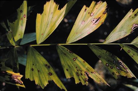 Butterfly palm, cane palm, madagascar palm, golden feather palm, yellow palm, bamboo palm, areca palm botanical name: Gallery | Palm Symptoms