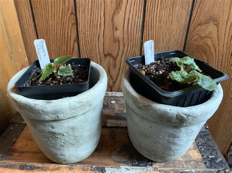 De cultivar, 'kit kat', groeit uit een kruipende wortelstok. Karrin's Crazy World: Begonias, California Style 2019