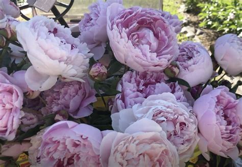 How To Plant Peonies A Step By Step Guide Dengarden