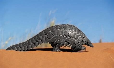 China Removes Endangered Pangolins From Traditional Medicine List The