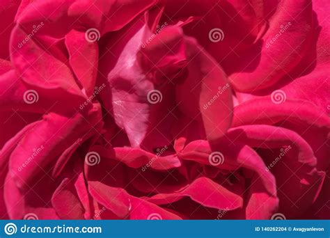 Pink Rose Close Up Stock Photo Image Of Petals Nature 140262204