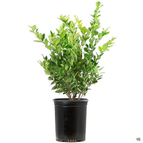 Texas Privet — Green Acres Nursery And Supply