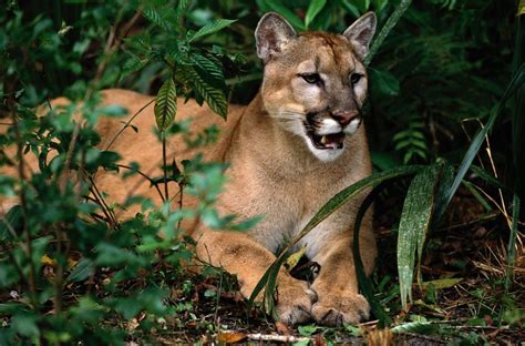 50 Amazing Animals Seen In Our National Parks Florida Panther
