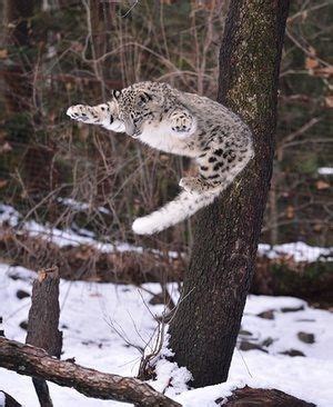 15 Animals Caught In Mid Jump That Will Blow Your Mind | Animals wild