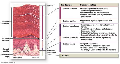 Layers Of The Epidermis Epidermis Skin Anatomy Thick Skin
