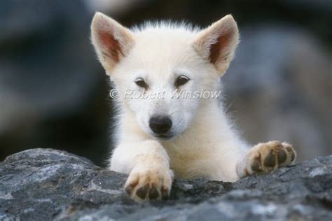 White Wolf Charming Photos Of Arctic Wolf Pups With Red Flowers Rare