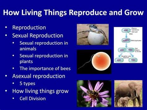 How Living Things Reproduce And Grow Biology Lesson Package Tpt