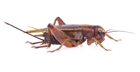 Crickets Pest Control Cleardefense Pest Control