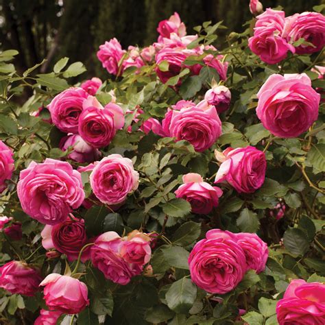 Pretty In Pink Eden Climber® Rose Climbing Roses Edmunds Roses
