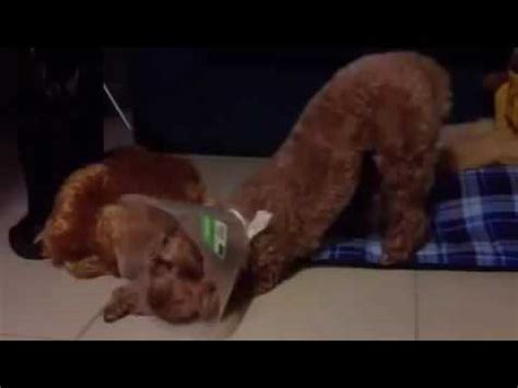 Vet HQ Prayer Position in dogs a sign of abdominal ...