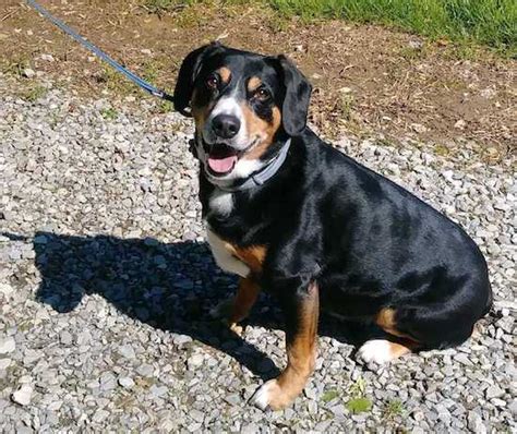 Entlebucher Mountain Dog Breed Information And Pictures