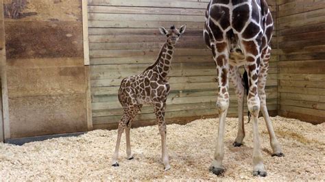 Baby Giraffe At Zoo Takes First Steps Minutes After Being Born Youtube