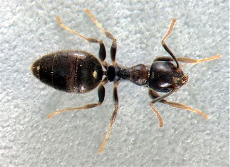 Column The White Footed Ant News