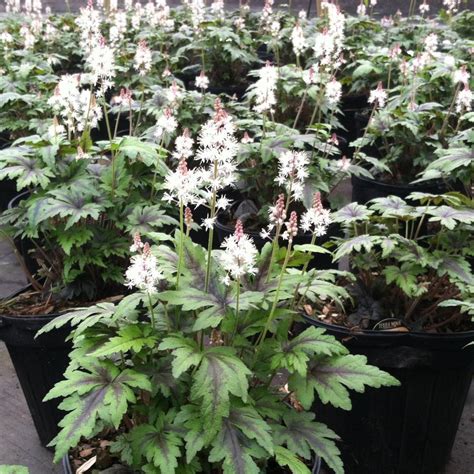 Tiarella Sugar And Spice Foam Flower From Saunders Brothers Inc