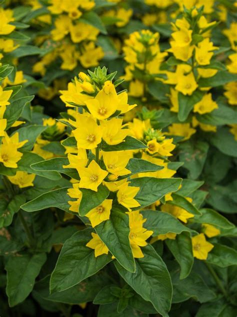 Before you run out to your local garden center and buy flowering perennial plants, it's grouped in the aster family, this herbaceous perennial can reach up to two feet tall. Plant ID forum: Yellow Loosestrife (Lysimachia punctata ...