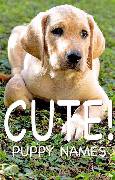 Cute Dog Names Over 200 Adorable Names For Boy And Girl Puppies