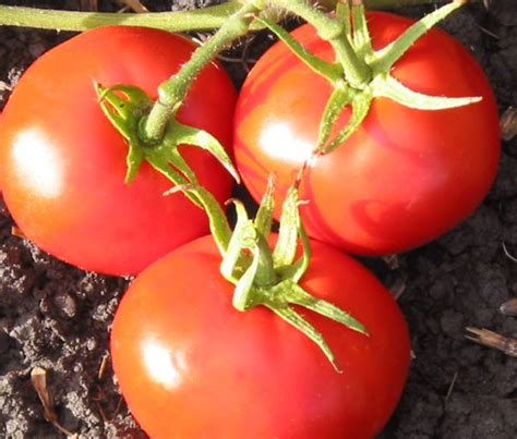 New Yorker Tomato A Comprehensive Guide World Tomato Society