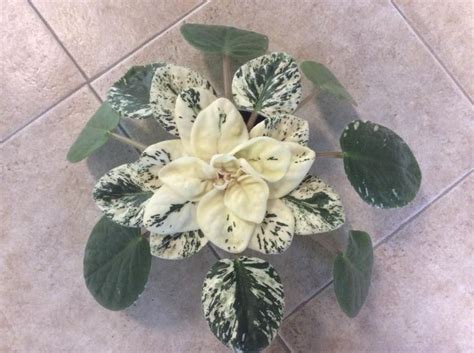 Variegated african violet, (pink two toned blooms) garden, house plant, live plant. variegated African Violet "Happy Harold" | African violets ...