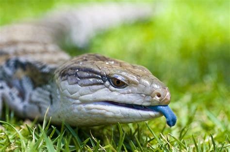 Blue Tongue Lizard Care Guide Diet And Habitat Petbarn