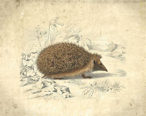 Hedgehog Vintage Print Vp1114 Hedgehog Illustration Vintage Prints
