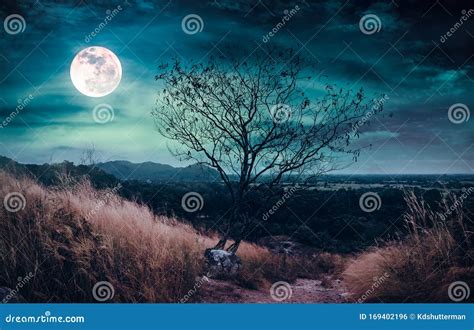 Beautiful Bright Full Moon Above Wilderness Area In Forest Serenity