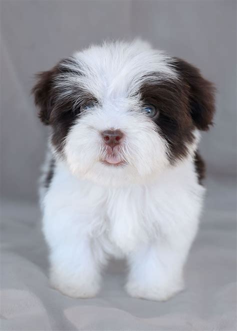 Havanese Puppies For Sale Havanese Dogs Teacup Puppies Small Puppies