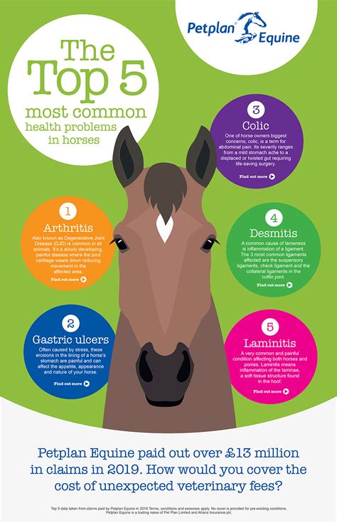 Petplan Equine Most Common Health Problems Petplan Equine