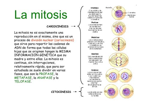 Cuadro Sinoptico Del Ciclo Celular Gufa