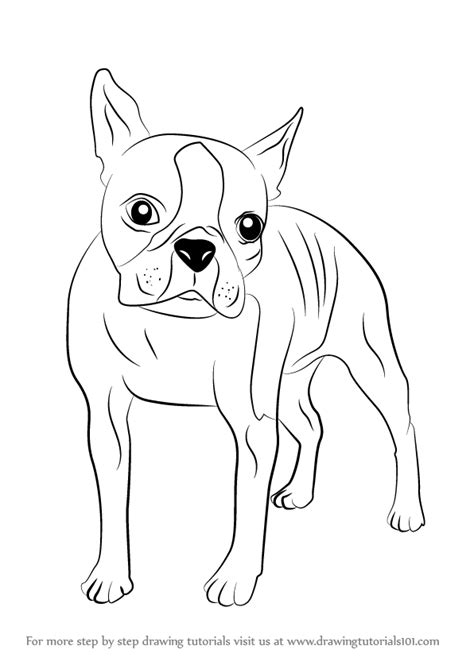 learn   draw  boston terrier dogs step  step drawing tutorials