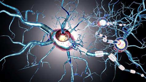 Degenerative Nerve Disease Types Causes Stdgov Blog