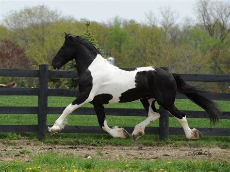 Barock Pinto Stallion Dream Gaits Bizkit Rare Horses Beautiful