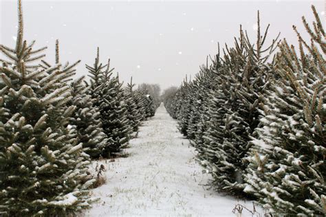 The Best Christmas Tree Farms To Visit In Cottage Country This Year Cottage Life