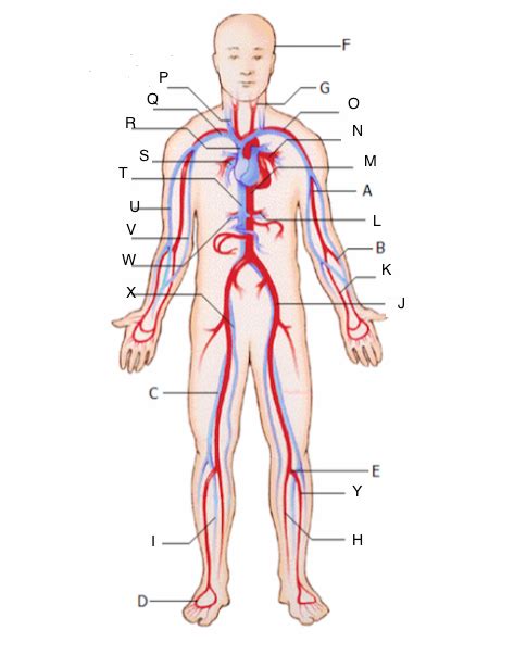 Arteries And Veins Of The Body Unlabeled