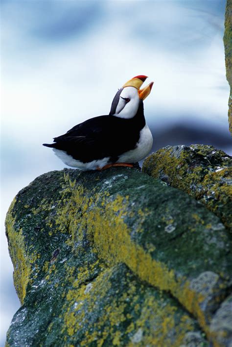Horned Puffin At The Monterey Bay Aquarium Cant Get