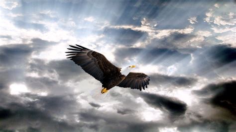 Maybe you would like to learn more about one of these? Eagle HD Wallpaper | Background Image | 1920x1080 | ID ...