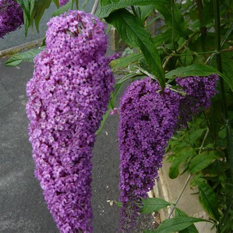 Tips For Growing Buddleia Butterfly Bushes Gardeners Tips