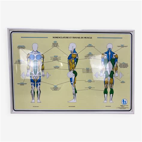 Educational Poster Anatomy Muscles Fitnus Chart Series By Bruce Algra